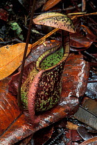 Painted ground pitcher plant (Nepenthes burbidgeae) flowering in Heath / Kerangas forest, Bako NP, Borneo, Sarawak, Malaysia