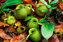 Ground pitcher plant (Nepenthes ampullaria) flowering in Heath / Kerangas forest, Bako NP, Borneo, Sarawak, Malaysia