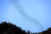 Stream of bats flying out of Deer cave at dusk, Gunung Mulu NP, Borneo, Sarawak, Malaysia