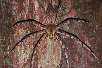 Wolf spider (Lycosidae) on rainforest tree trunk, Borneo, Sarawak, Malaysia