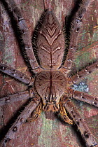 Wolf spider (Lycosidae) on rainforest tree trunk, Borneo, Sarawak, Malaysia