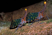 Lanternfly / Fulgora (Pyrops intricata) on rainforest tree trunk, Borneo, Sarawak, Malaysia