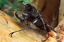 Rhinoceros beetle (Chalcosma moellenkampi) Gunug Gading NP, Borneo, Sarawak, Malaysia