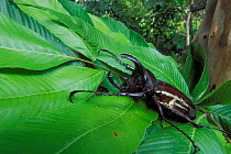 Rhinoceros beetle (Chalcosma moellenkampi) Gunug Gading NP, Borneo, Sarawak, Malaysia