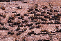 Termites (Hospitalitermes sp) carrying food to nest in rainforest, Borneo, Sarawak, Malaysia