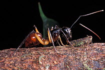 Giant ant (Formicidae) feeding on smaller insect (Cicada), Borneo, Sarawak, Malaysia