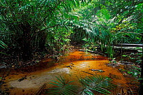 Tropical rainforest interior with stream, Bako NP, Borneo, Sarawak, Malaysia