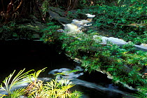 Tropical rainforest interior with stream, Bako NP, Borneo, Sarawak, Malaysia