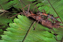 Stick insect (Epidares nolimetangere) mating pair, smaller male and larger female, Bako NP, Borneo, Sarawak, Malaysia