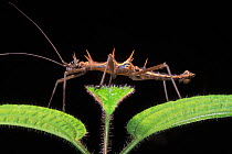 Stick insect (Epidares nolimetangere) Bako NP, Borneo, Sarawak, Malaysia