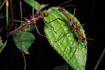 Stick insects (Epidares nolimetangere) Bako NP, Borneo, Sarawak, Malaysia