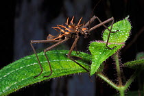 Stick insect (Epidares nolimetangere) Bako NP, Borneo, Sarawak, Malaysia
