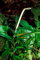 Elegant bronzeback snake (Dendrelaphis formosus) Bako NP, Borneo, Sarawak, Malaysia