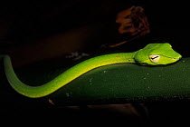 Oriental whip snake / Long nosed tree snake (Ahaetulla prasina) Bako NP, Borneo, Sarawak, Malaysia