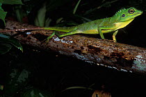 Green crested / fence lizard (Bronchocela cristatella) Gunug Gading NP, Borneo, Sarawak, Malaysia