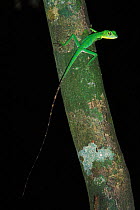 Green crested / fence lizard (Bronchocela cristatella) Gunug Gading NP, Borneo, Sarawak, Malaysia