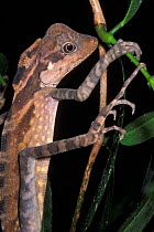 Anglehead lizard (Gonocephalus sp) Gunug Mulu NP, Borneo, Sarawak, Malaysia