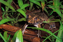Frog in swamp, Bako NP, Borneo, Sarawak, Malaysia