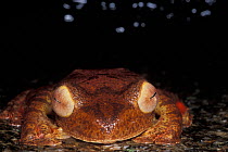 Harlequin tree frog (Rhacophorus pardalis), Gunug Gading NP, Borneo, Sarawak, Malaysia
