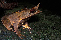 Bornean horned frog (Megophrys nasuta), Gunug Gading NP, Borneo, Sarawak, Malaysia