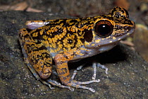 Spotted stream frog (Rana picturata) Gunug Gading NP, Borneo, Sarawak, Malaysia