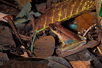 Ground frog camouflaged amonst leaf litter in rainforest, Gunug Mulu NP, Borneo, Sarawak, Malaysia