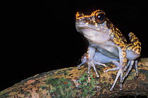 Spotted stream frog (Rana picturata)  Gunug Gading NP, Borneo, Sarawak, Malaysia