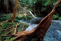 Roots and trunks of rainforest trees beside river, Bako NP, Borneo, Sarawak, Malaysia