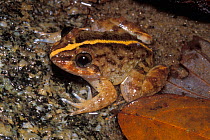 Kuhl's creek frog (Rana / limnonectes kuhlii) in stream, Gunung Gading NP, Borneo, Sarawak, Malaysia
