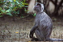 Young Silvered leaf monkey (Trachypithecus cristatus) in mangrove forest at low tide, Bako NP, Borneo, Sarawak, Malaysia