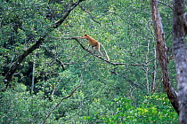 Proboscis monkey (Nasalis larvatus) moving through mangrove forest, Bako NP, Borneo, Sarawak, Malaysia