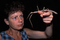 Photographer, Catherine Jouan, watching Giant Borneo stick insect, 50 cm long, Gunung Mulu NP, Borneo, Sarawak, Malaysia. Model released