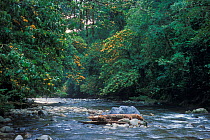 Melinau river in rainforest, Gunung Mulu NP, Borneo, Sarawak, Malaysia