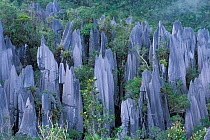 The Pinnacles, Limestone peaks, 45m high, Gunung Mulu NP, Borneo, Sarawak, Malaysia