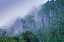 The Pinnacles, Limestone peaks, 45m high, Gunung Mulu NP, Borneo, Sarawak, Malaysia