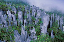 The Pinnacles, Limestone peaks, 45 cm high, Gunung Mulu NP, Borneo, Sarawak, Malaysia