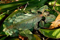 Giant leaf insect (Phyllium giganteum) camouflaged in rainforest, Borneo, Sarawak, Malaysia