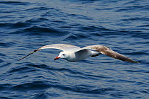 Immature Audouin's gull (Ichthyaetus audouinii) flying low over the sea. Near Ajaccio, Corsica, France, May.