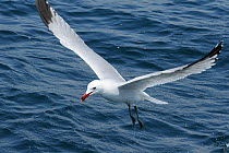 Audouin's gull (Ichthyaetus audouinii) hovering low over the sea. Near Ajaccio, Corsica, France, May.