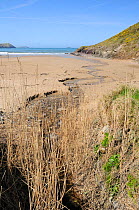 Freshwater stream flowing across Baby Bay beach at New Polzeath with Common reeds (Phragmites australis) in the foreground. Cornwall, UK, April 2010.