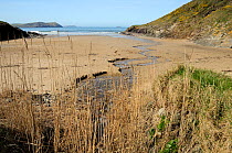 Freshwater stream flowing across Baby Bay beach at New Polzeath with Common reeds (Phragmites australis) in the foreground. Cornwall, UK, April 2010.