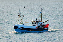 Large crab boat "Trevose" in the Camel Estuary, returning to harbour at Padstow, Cornwall, UK, April 2010.