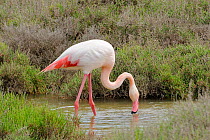 Greater flamingo (Phoenicopterus ruber) filter feeding in a brackish pool, The Camargue, France, May.