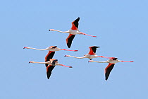 Five Greater flamingos (Phoenicopterus ruber) fly overhead in formation against a blue sky, Camargue. France, May.
