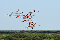 A group of Greater flamingos (Phoenicopterus ruber) fly low over salt tolerant scrubland and lagoons, The Camargue, France, May.