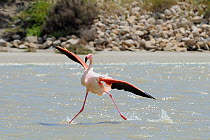 Single Greater flamingo (Phoenicopterus ruber) running on water surface as it lands in a lagoon, The Camargue, France, May.