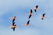 Seven Greater flamingos (Phoenicopterus ruber) fly overhead in formation against a blue sky, Camargue. France, May.