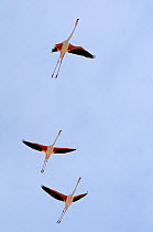 Three Greater flamingos (Phoenicopterus ruber) flying overhead against a blue sky, Camargue. France, May.