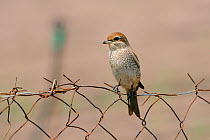 Immature Red-backed shrike (Lanius collurio) perched on wire fence. Lesbos / Lesvos, Greece, August.