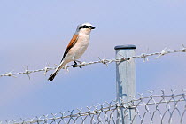 Migrant male Red-backed shrike (Lanius collurio) perched on barbed wire fence. Lesbos / Lesvos, Greece, August.
